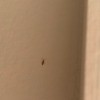 Getting Rid of Tiny Crawling Bugs - bug on the wall
