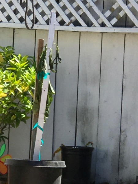 Leaves Dying on Repotted Avocado Tree - dying avocado tree