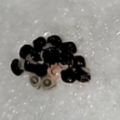 Identifying Insect Eggs - black eggs in tan cup like base