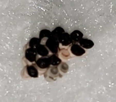 Identifying Insect Eggs