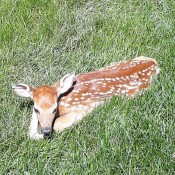 Backyard Visitor (Fawn) - beautiful spotted fawn lying the grass