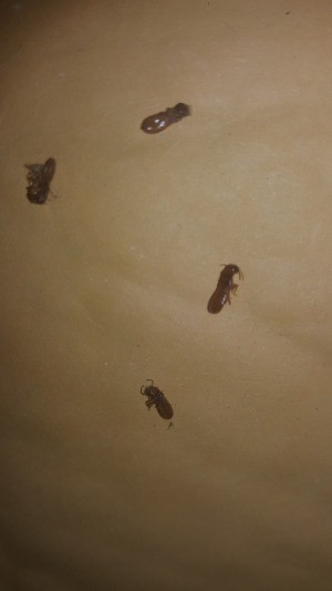 Identifying Small Brown Bugs - bug on light wood looking background