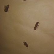 Identifying Small Brown Bugs - bug on light wood looking background