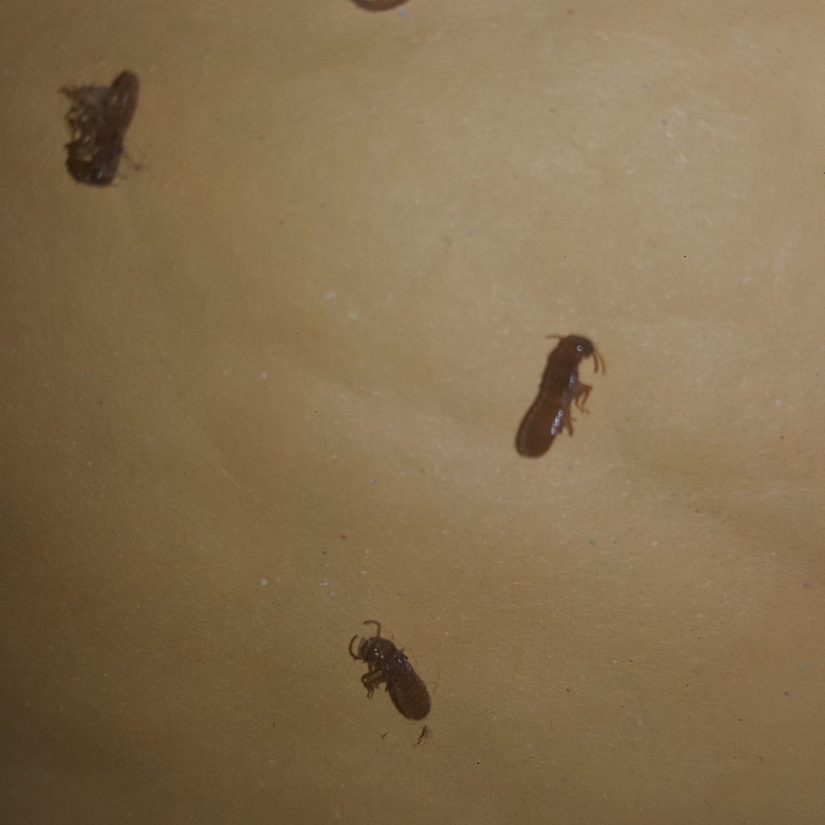 Identifying Small Brown Bugs? | ThriftyFun