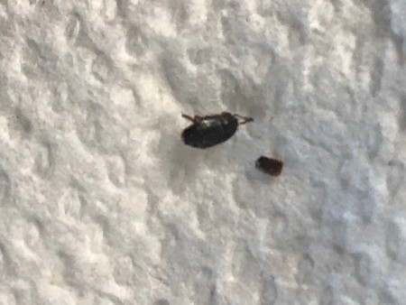 Identifying a Small Black Bug