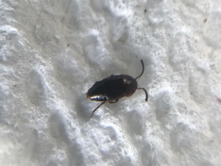 Identifying a Small Black Bug