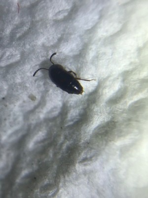 small flat black bug