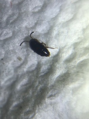 Identifying a Small Black Bug - bug on a paper towel