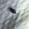 Identifying a Small Black Bug - bug on a paper towel