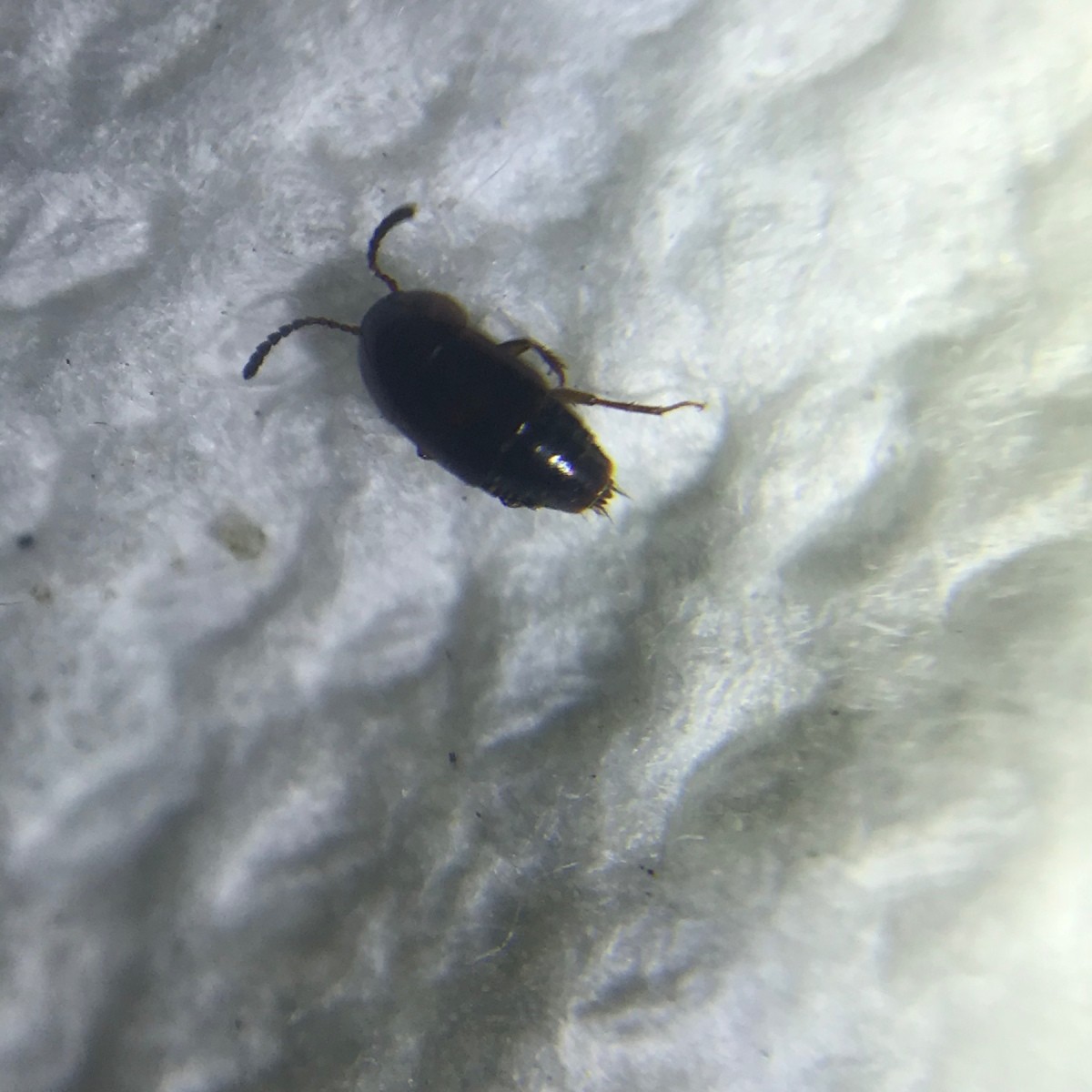 Identifying a Small Black Bug? ThriftyFun