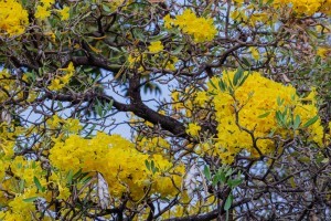 Branches of blooming yellow flowers on a tabebuia tree