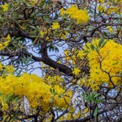 Branches of blooming yellow flowers on a tabebuia tree