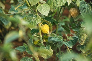 A cape gooseberry with fruit.