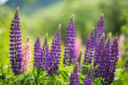 Wild lupine in bloom.