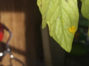 Identifying Insect Eggs on a Tomato Plant - cluster of tiny yellow eggs on tomato leaf