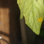 Identifying Insect Eggs on a Tomato Plant - cluster of tiny yellow eggs on tomato leaf