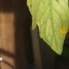 Identifying Insect Eggs on a Tomato Plant - cluster of tiny yellow eggs on tomato leaf