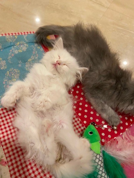 What Breed Are My Kittens?