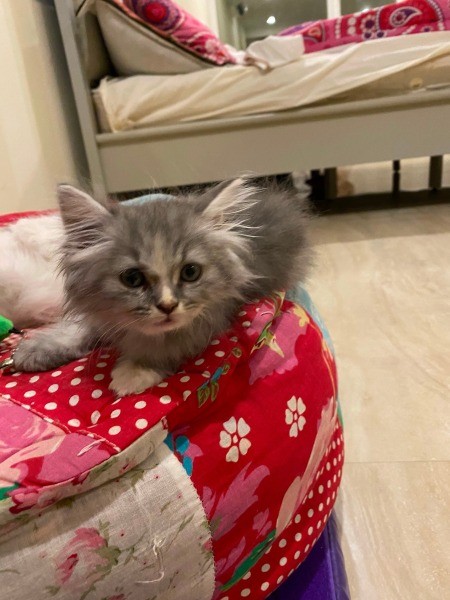 What Breed Are My Kittens?