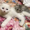 What Breed Are My Kittens?  - fuzzy white and gray tabby kitten