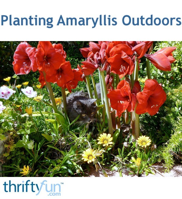 Planting Amaryllis Outdoors ThriftyFun