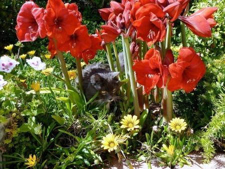 Planting Amaryllis Outdoors red amaryllis in garden with cat