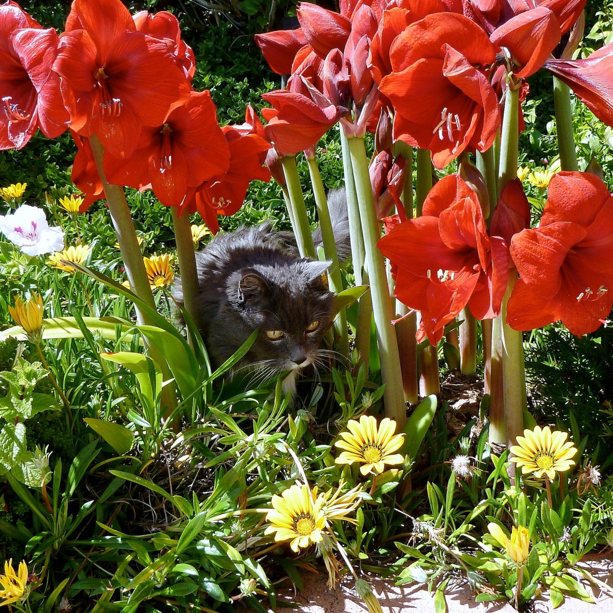 Planting Amaryllis Outdoors ThriftyFun