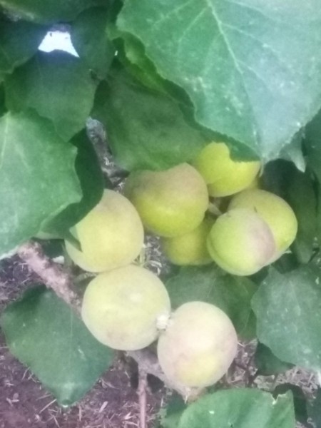 Identifying a Fruit Tree - closeup of green fruit and leaves