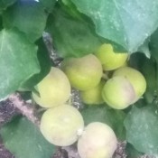 Identifying a Fruit Tree - closeup of green fruit and leaves