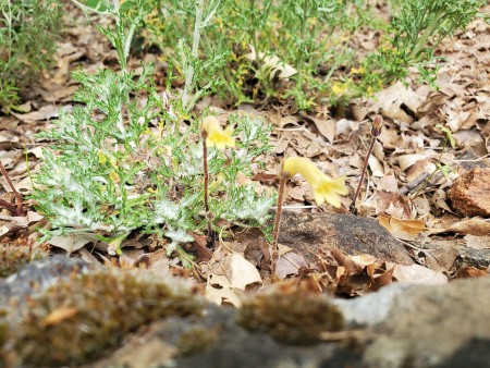 What Is This Flower? - small yellow trumpet shaped flower on brown leafless stem