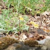 What Is This Flower? - small yellow trumpet shaped flower on brown leafless stem