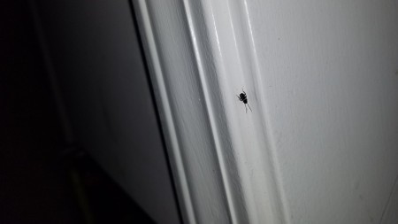 Identifying a Small Black Bug Found Inside