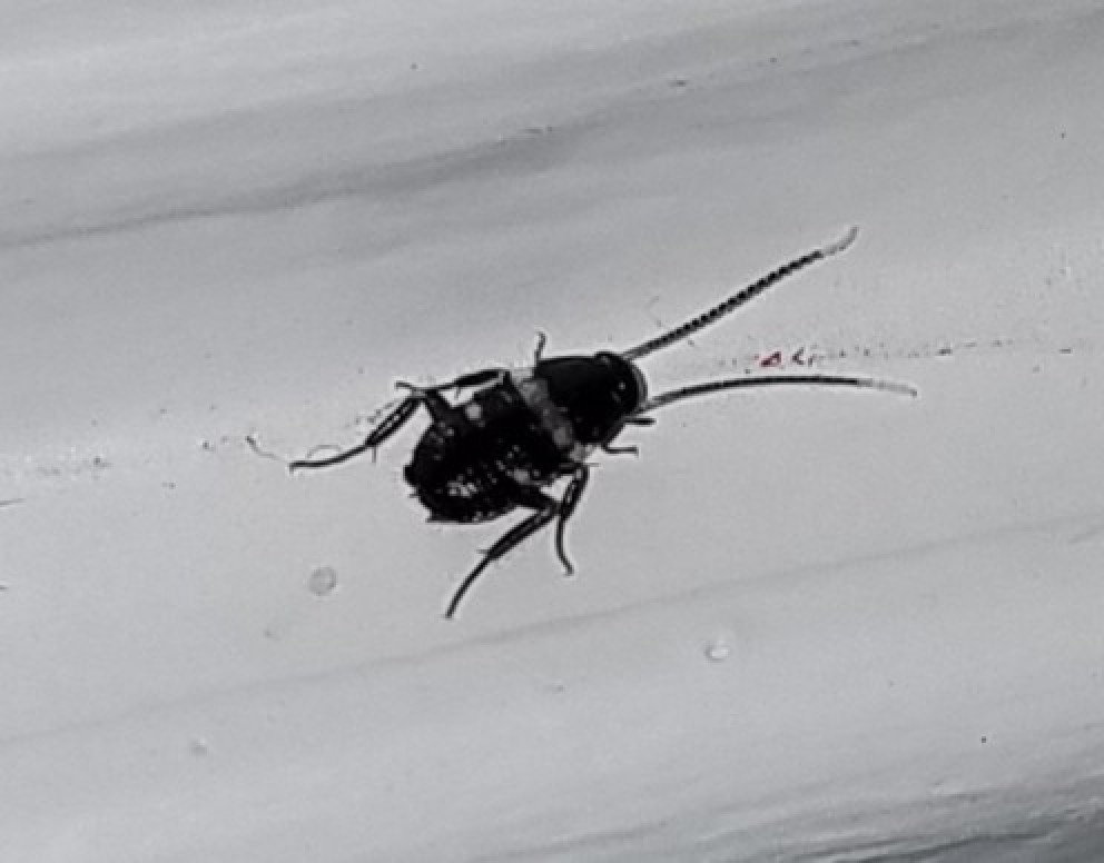 tiny bug with black and white stripes