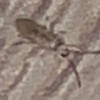 Identifying a Translucent Brown Bug - bug on striped flooring