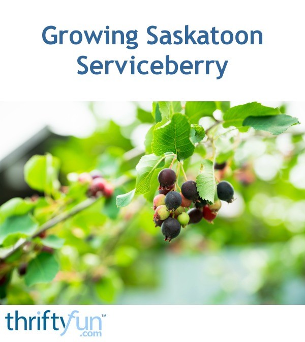 Growing Saskatoon Serviceberry (Amelanchier alnifolia)? ThriftyFun