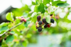 A saskatoon serviceberry bush, with berries.