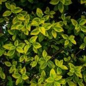 A euonymus bush with variegated leaves.