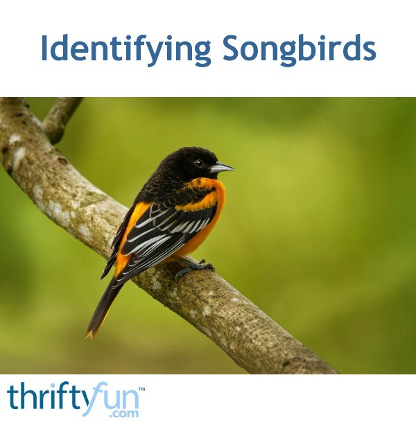 Identifying Songbirds 