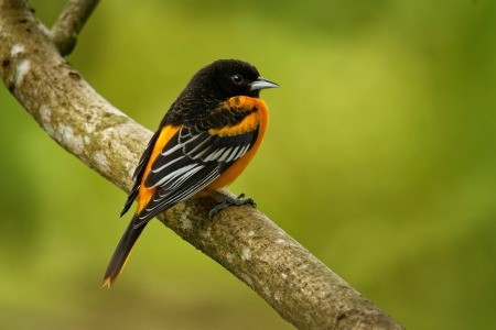 An oriole on a branch.