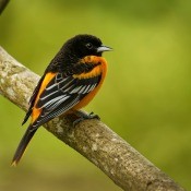An oriole on a branch.