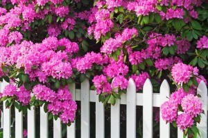 A pink rhododendron in bloom next to a white picket fence.