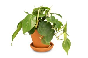 A green plant with heart shaped leaves in a clay pot.