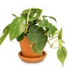 A green plant with heart shaped leaves in a clay pot.