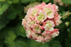 A rosebud geranium in bloom.