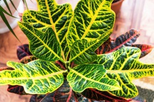 A varigated green and yellow croton.