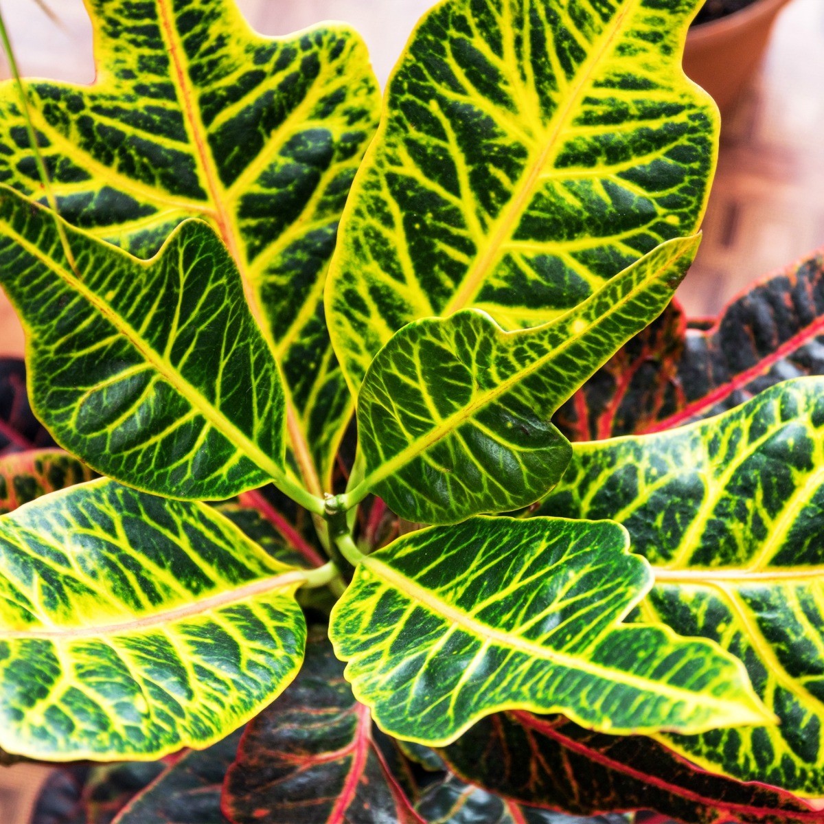 Growing Croton? ThriftyFun