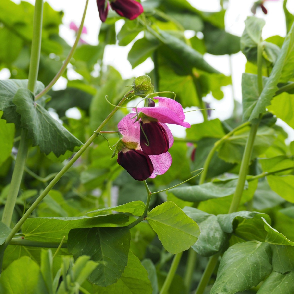 sugar snap peas plant sugar snap peas plant