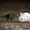 bunny and parrot eating seeds