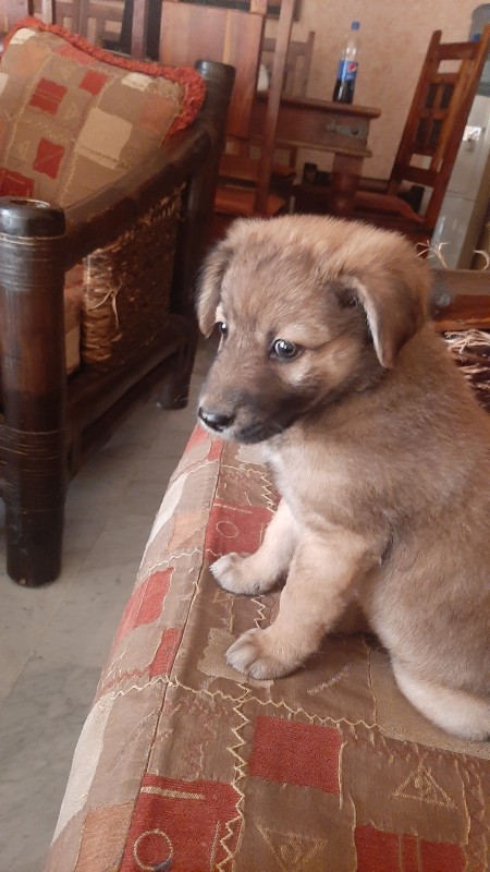 Chelsea (Belgian Malinois) - light brown puppy with dark muzzle