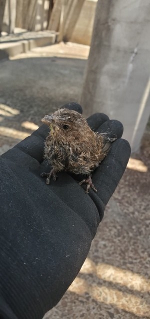 Identifying a Baby Bird? - young bird on gloved hand